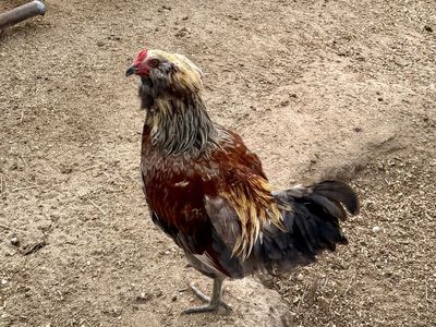 Free Rooster
