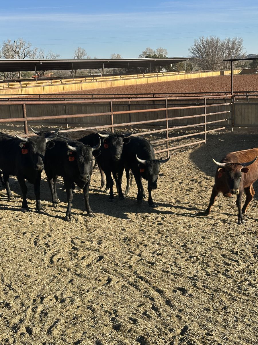 Fresh Corriente Heifers