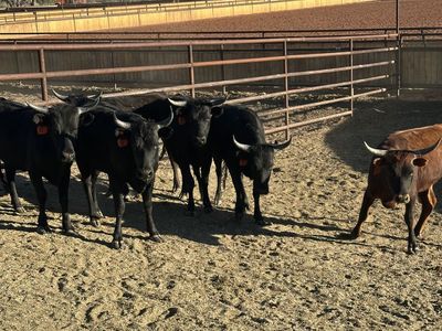 Fresh Corriente Heifers