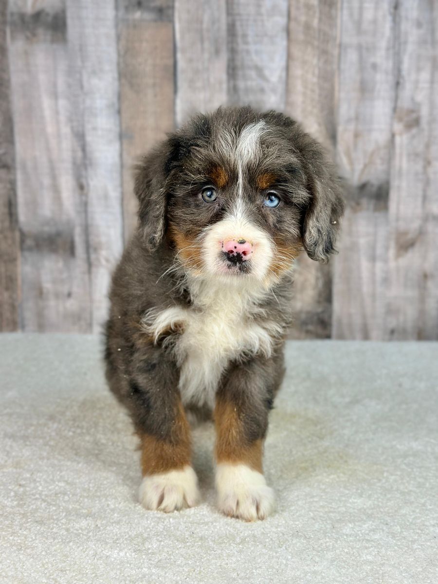 Mini Bernedoodle Girl Vania – $2500