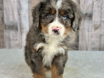 Mini Bernedoodle Girl Vania – $2500
