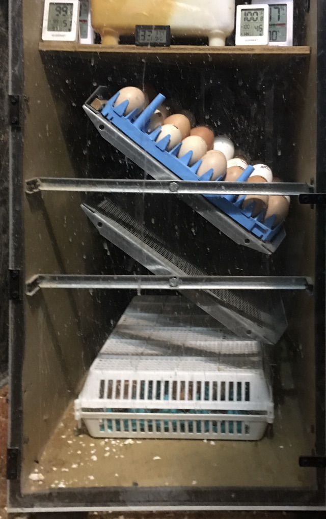 Incubator Rentals 30 Days (12.5% of Retail Prices)