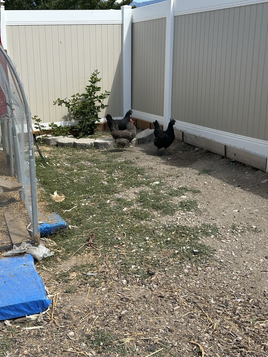 4 free Chickens 0$