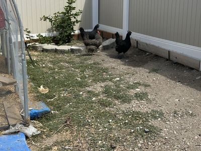 4 free Chickens 0$