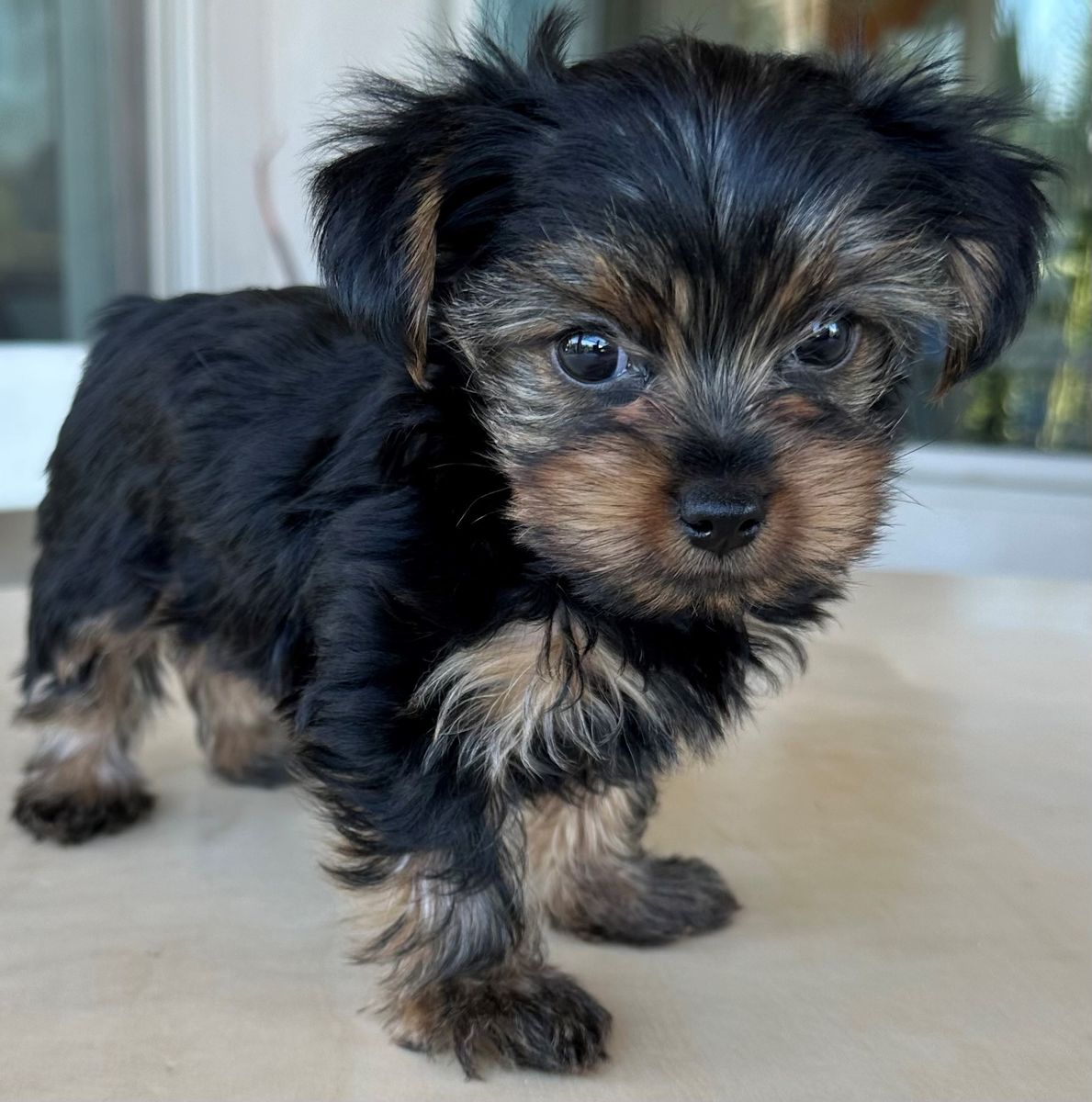Exceptional Tiny AKC Yorkie Puppies | 2 Males Available | 4lb Mom