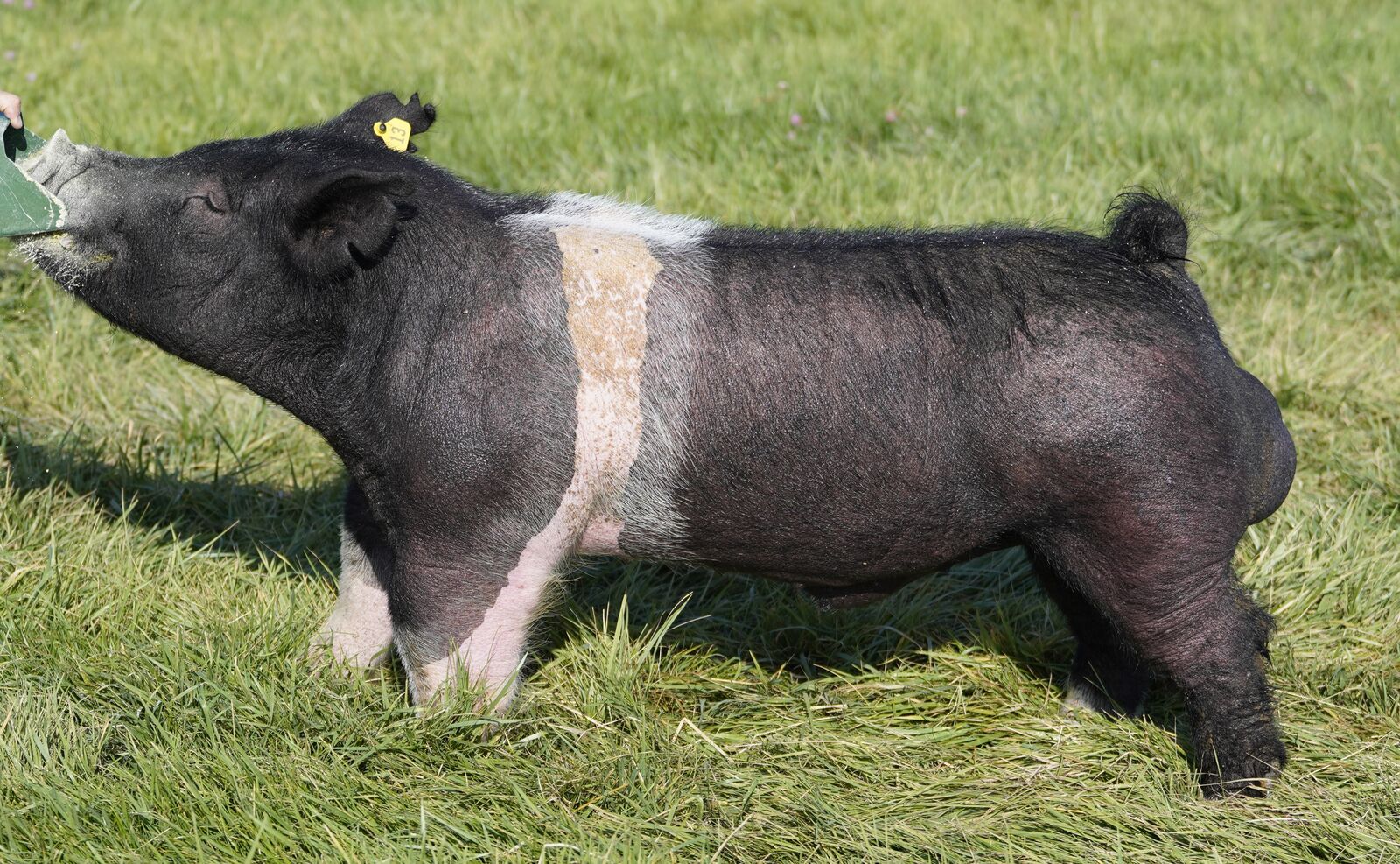 Show Pig Semen (boar) - Rock-It (Wide Awake x Back