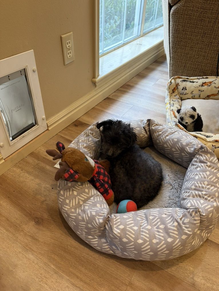 Free To A Loving Home