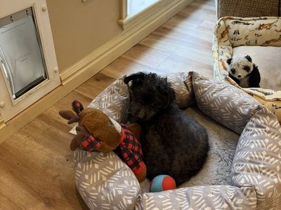 Free To A Loving Home