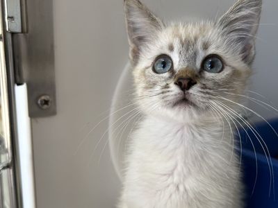 Hello my name is Harriet