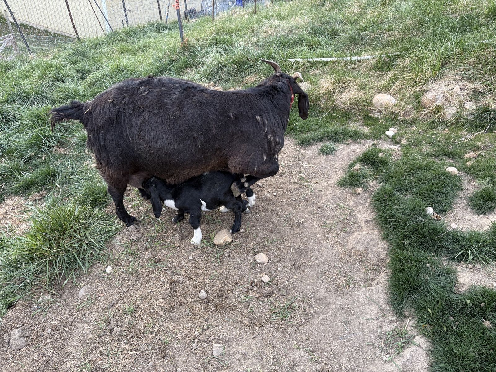 Boer doe with triplets