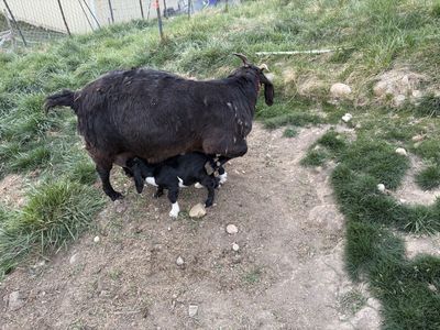 Boer doe with triplets