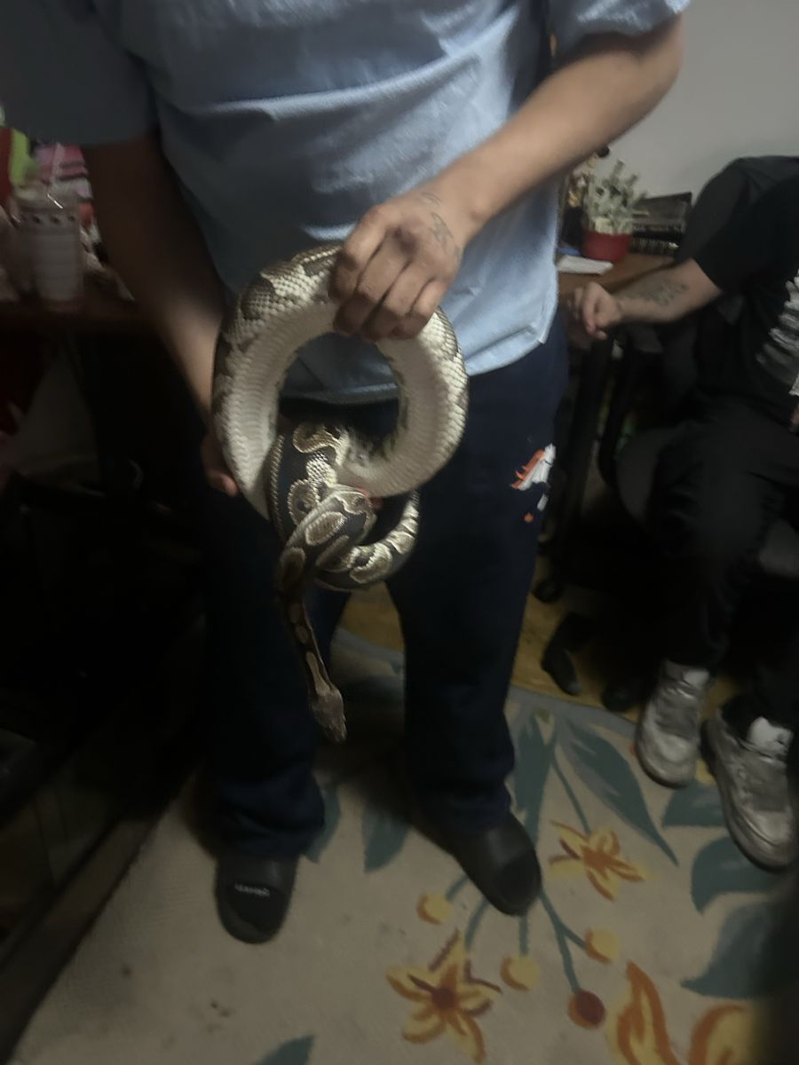 ball python