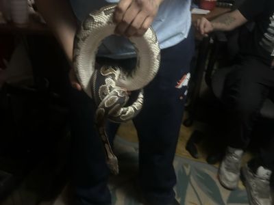 ball python
