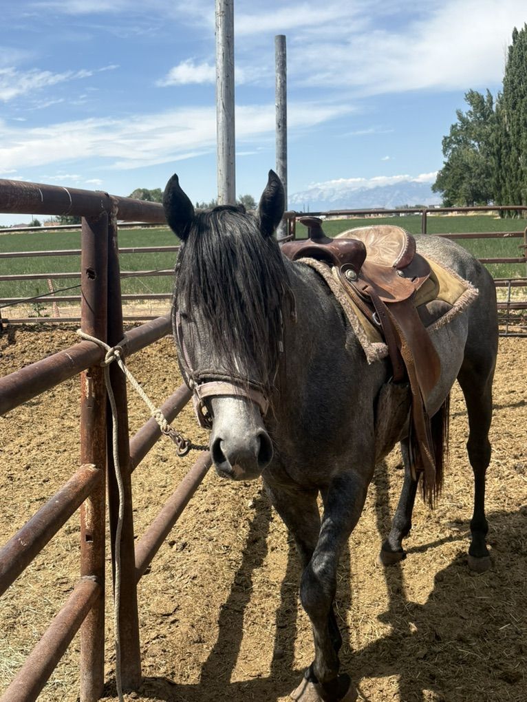 2022 Blue Roan Quarter Horse stud Colt