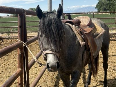 2022 Blue Roan Quarter Horse stud Colt