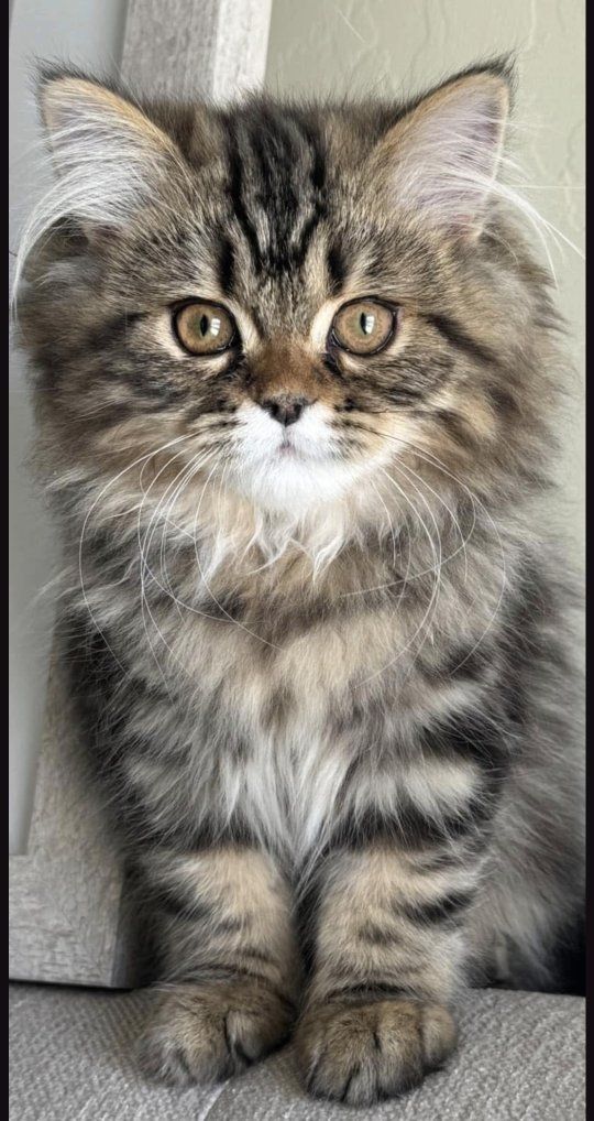 Love kittens?? Foster homes needed!