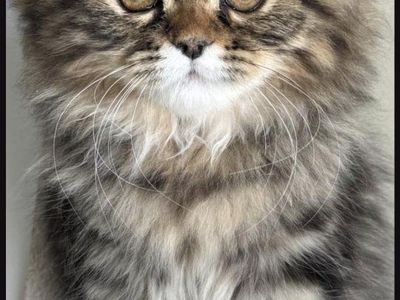 Love kittens?? ISO=IN SEARCH OF: FOSTER HOMES FOR KITTENS for local rescue!