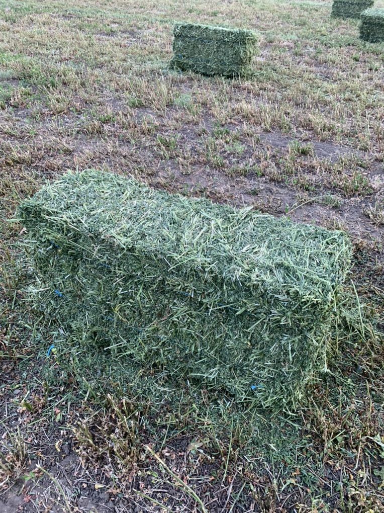 Weed Free Alfalfa