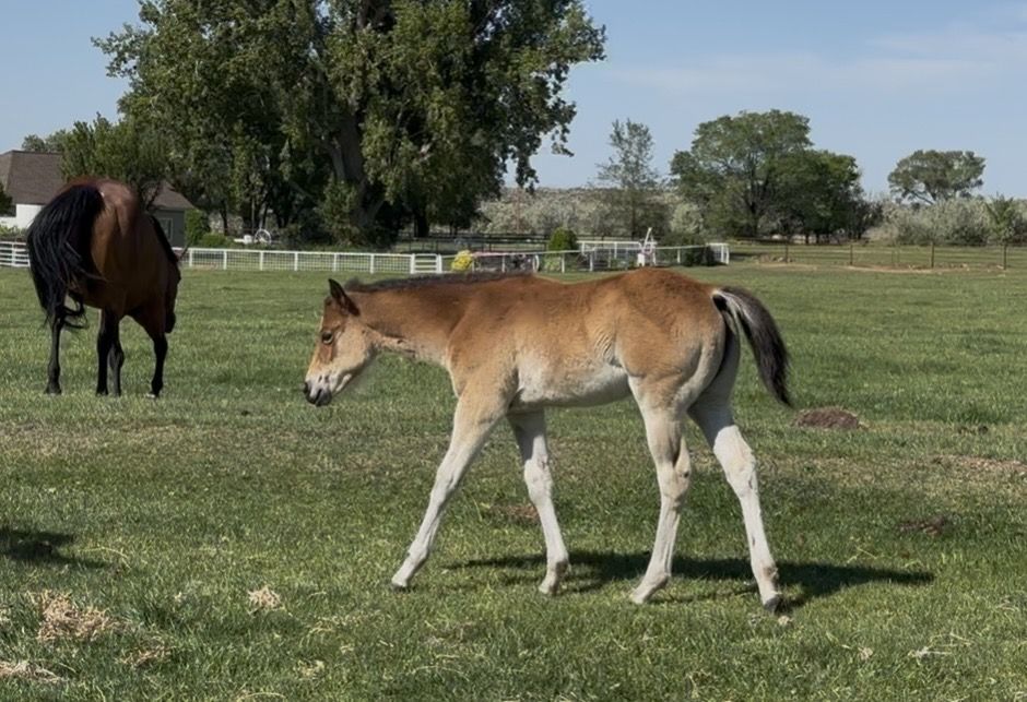 Pretty Performance Bred AQHA Filly