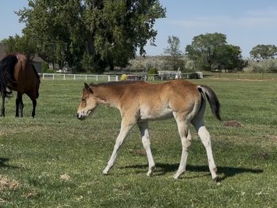 Pretty Performance Bred AQHA Filly