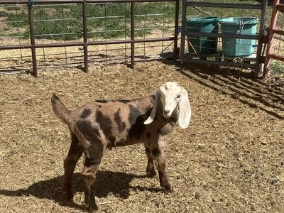 Nubian Buckling--Last Call!