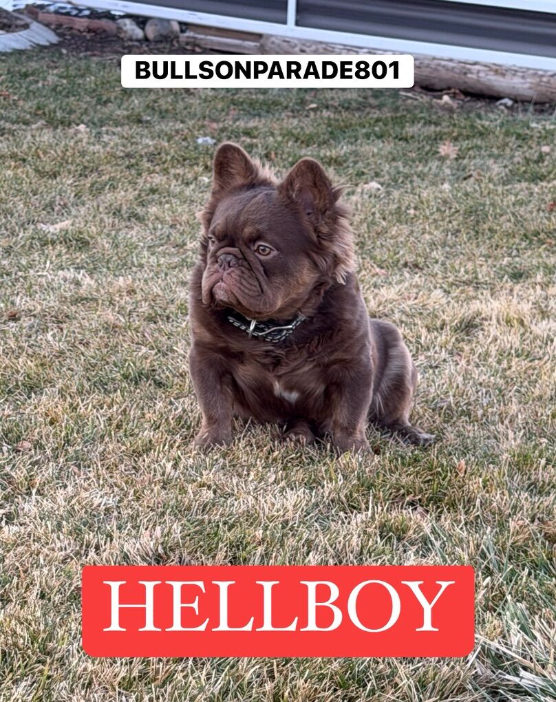 STUD Rojo Trindle Fluffy French Bulldog