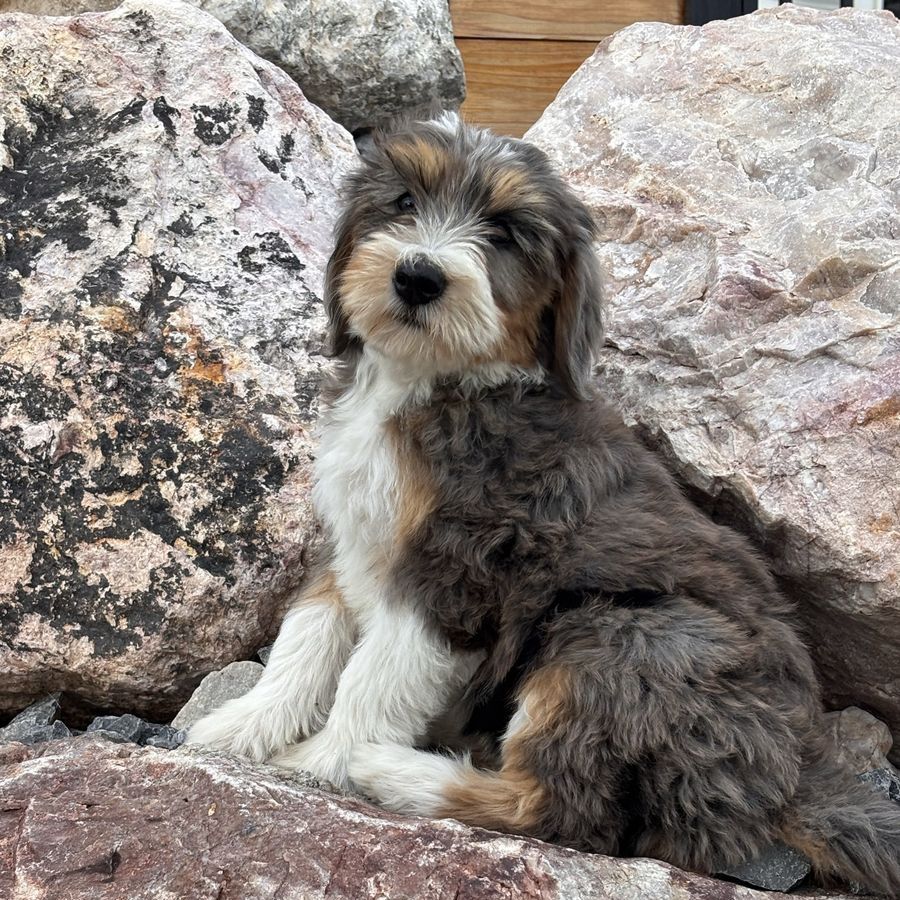 *Price Reduced*Mini Merle Multigenerational Bernedoodle Puppy - Female