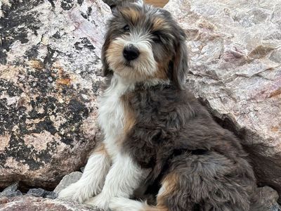*Price Reduced*Mini Merle Multigenerational Bernedoodle Puppy - Female