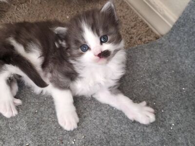 Maine coon kittens