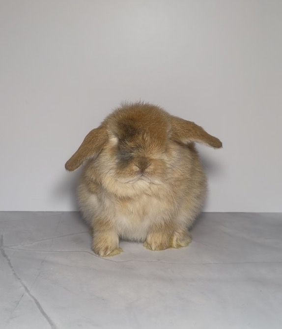 Holland Lop Buck