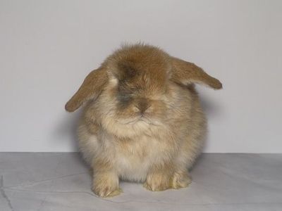 Holland Lop Buck