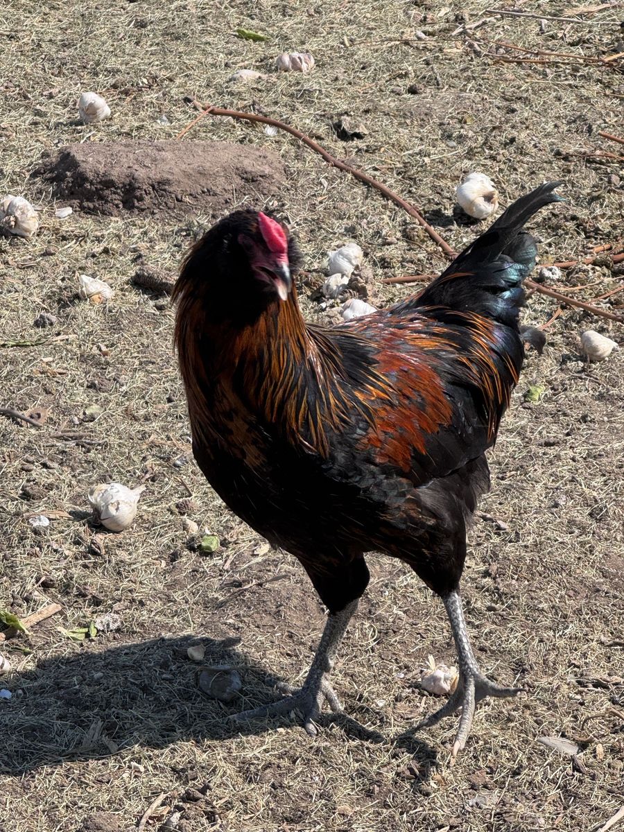Free Rooster
