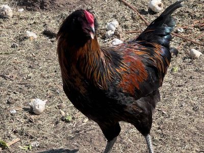 Free Rooster