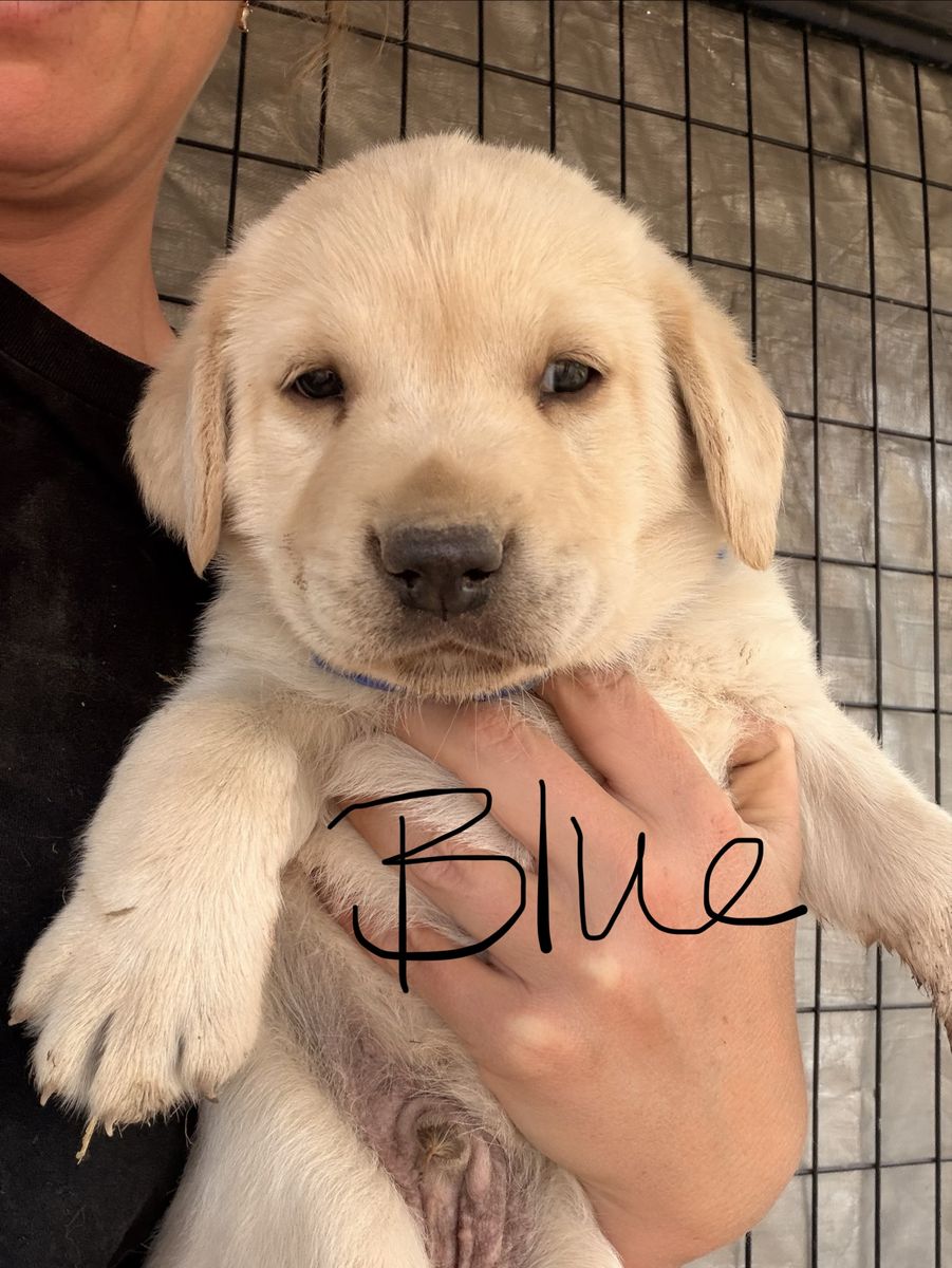 Black and Yellow AKC Labradors