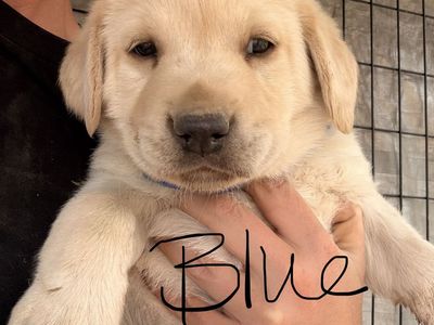 Black and Yellow AKC Labradors
