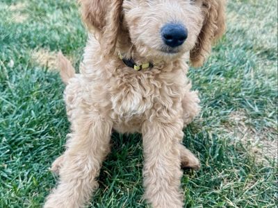Adorable Mini Goldendoodle Puppy - 1 Female left!- READY TO GO HOME!