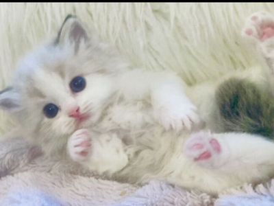 Gorgeous Tiny Ragdoll kittens--STAY TINY--(SO AFFECTIONATE), Puppy/Doglike--do tricks!) Shed less and less allergenic!