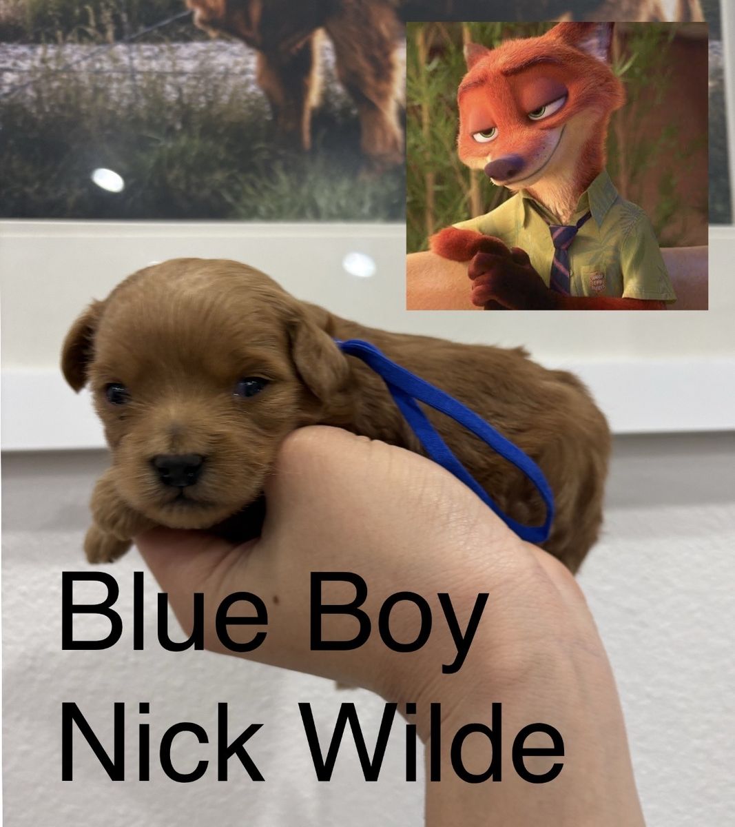 F1BB Micro Goldendoodles