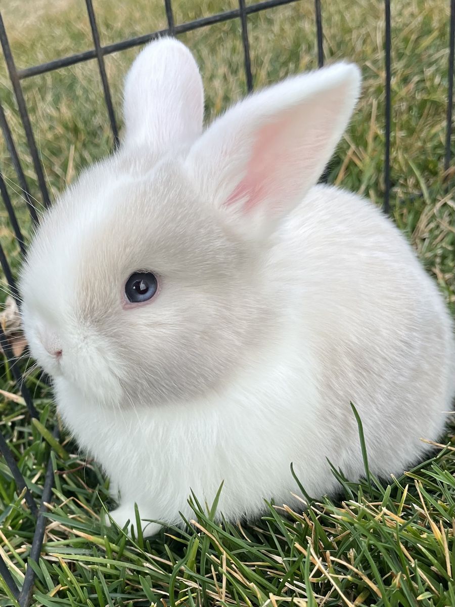 Moon-eyed Holland Lop Male - Pedigreed