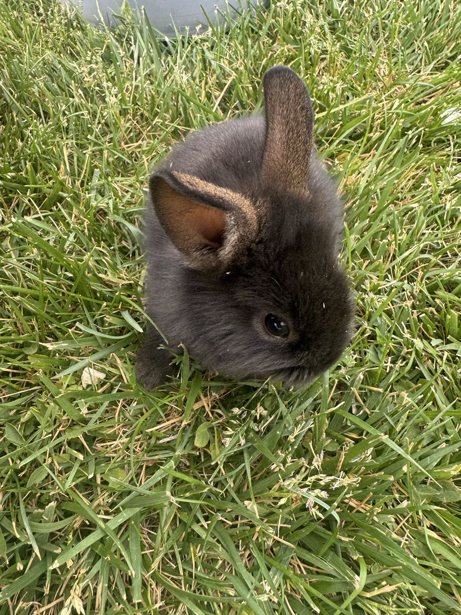 Baby Rabbits