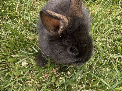 Baby Rabbits