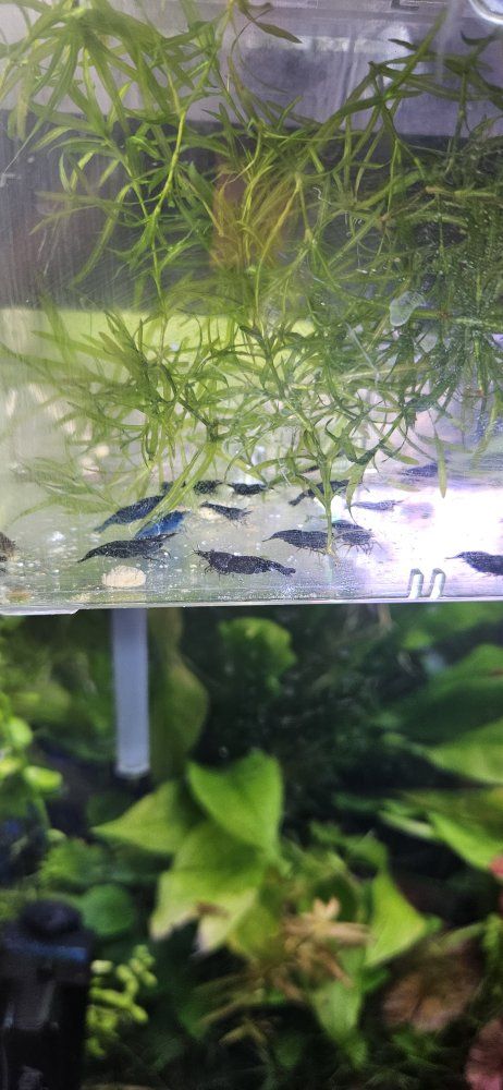 black and blue neocardina shrimp