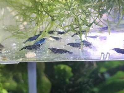 black and blue neocardina shrimp
