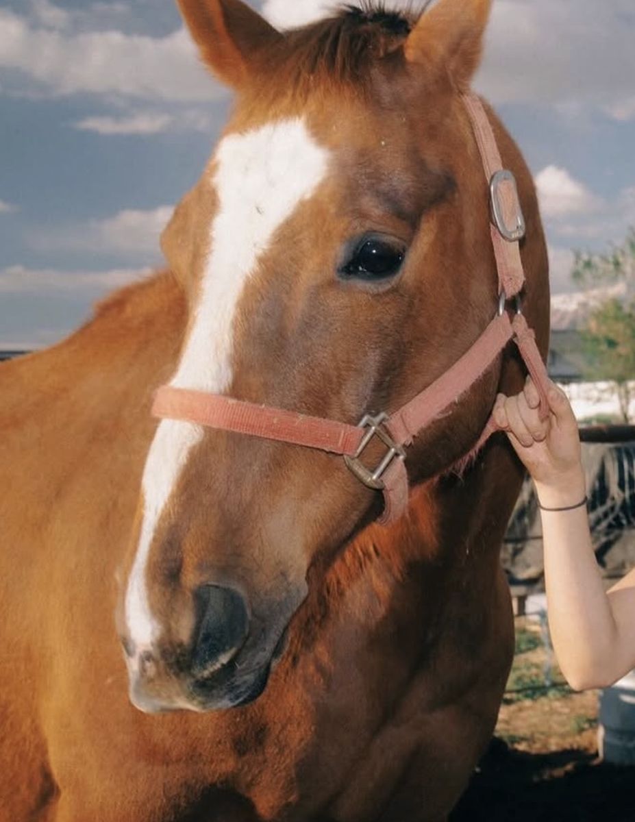 American Quarter Horse Gelding 8-10 years