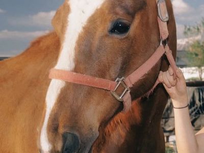 American Quarter Horse Gelding 8-10 years