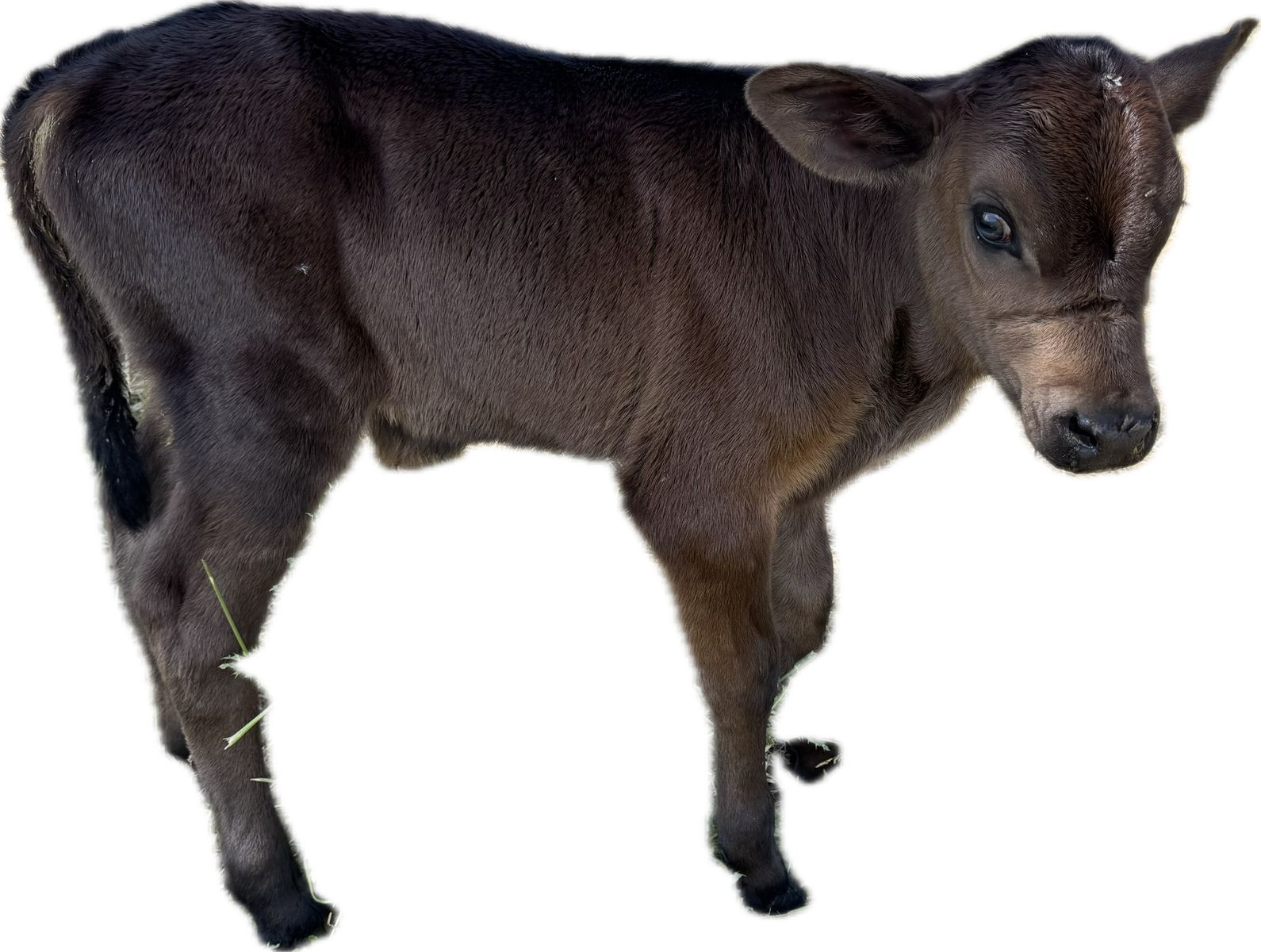 Pro cross bull calf (dairy beef) cross
