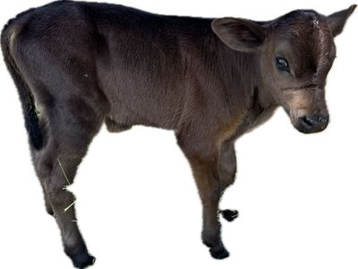 Pro cross bull calf (dairy beef) cross