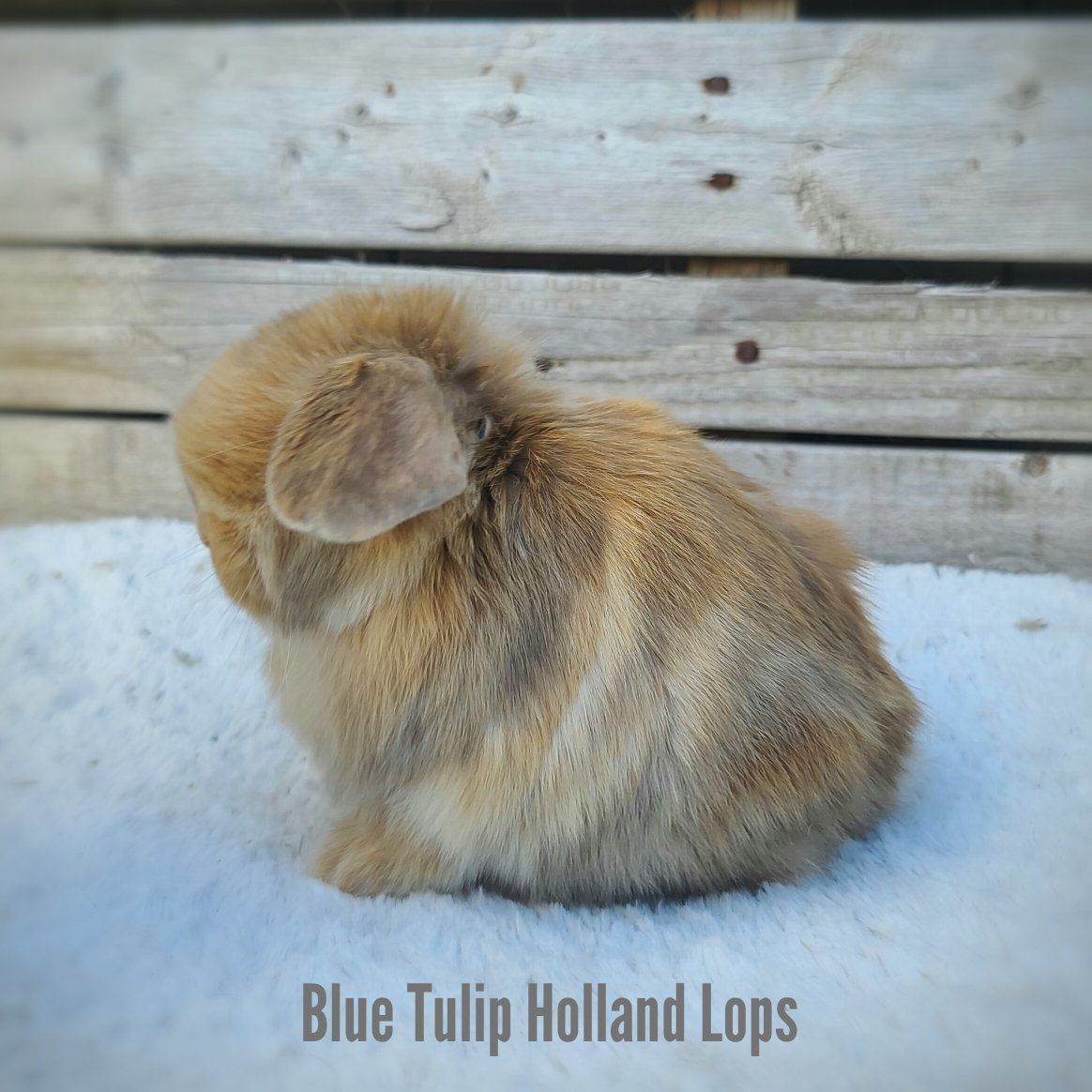 Chocolate Harlequin Holland Lop