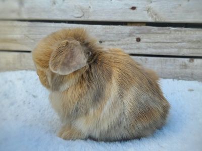 Chocolate Harlequin Holland Lop