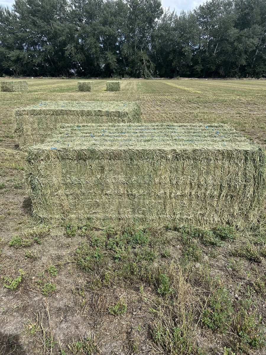 3X4 3rd crop Alfalfa Hay